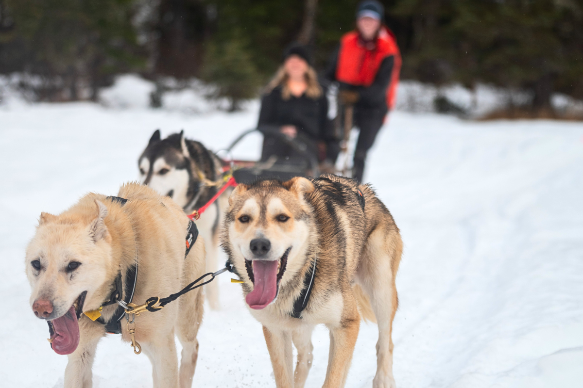Dog Sled photo merry alyeska